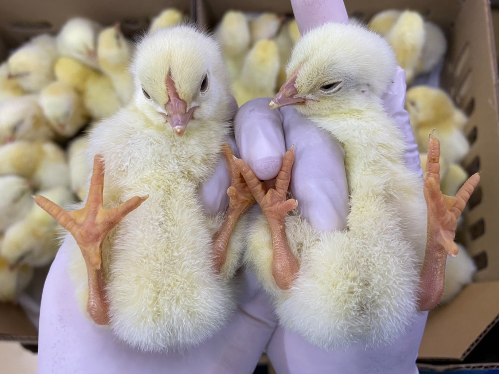 Live animal - Parent Stock